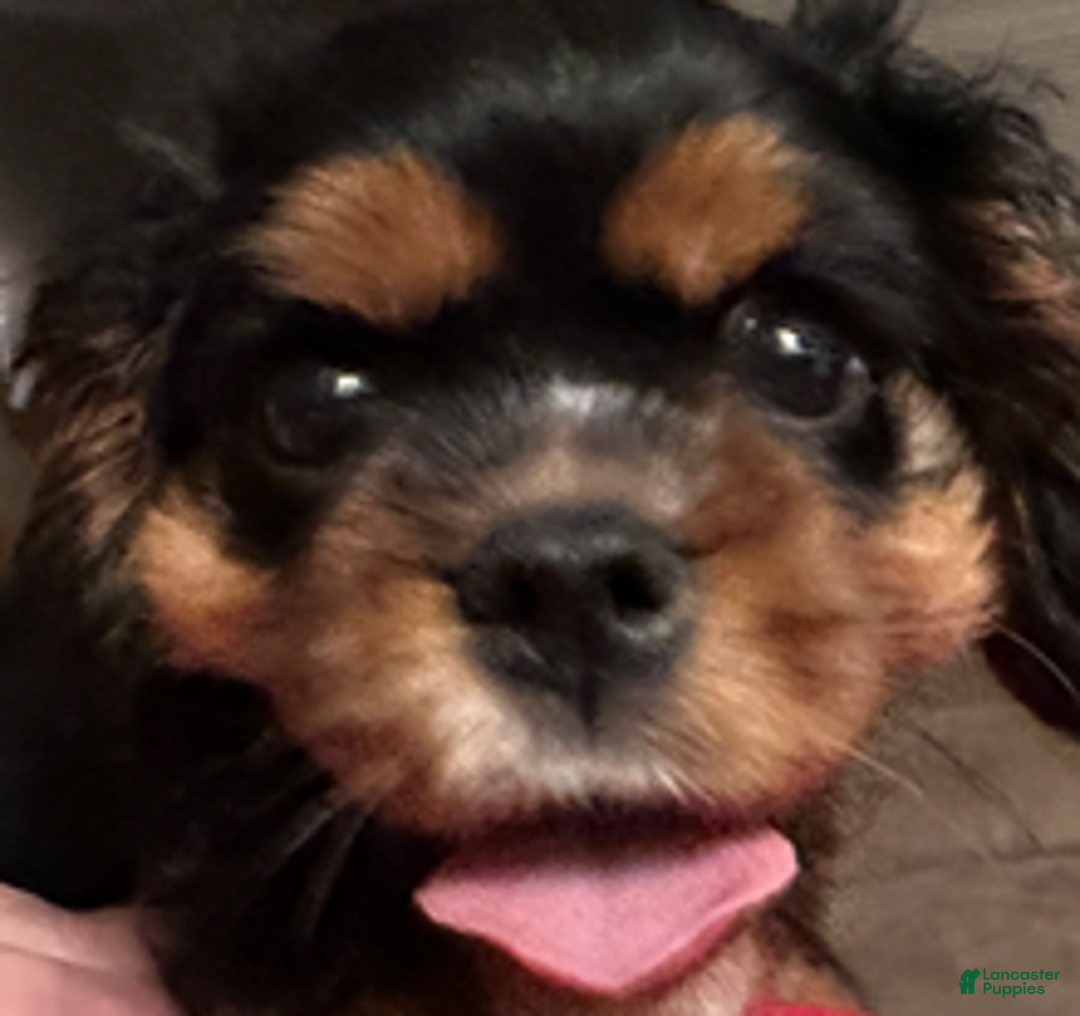 Cavalier King Charles Spaniel dogs for sale: Cavalier King Charles Spaniel Puppy 1 - Ad 3