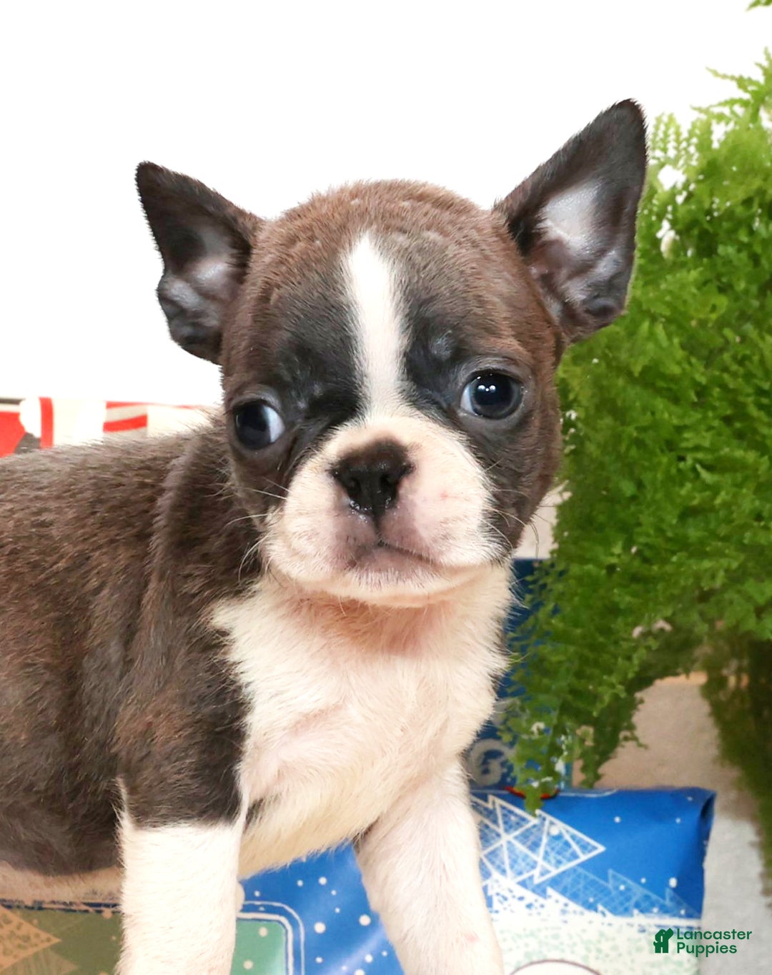 Boston Terrier dogs for sale: Hunter - Ad 6