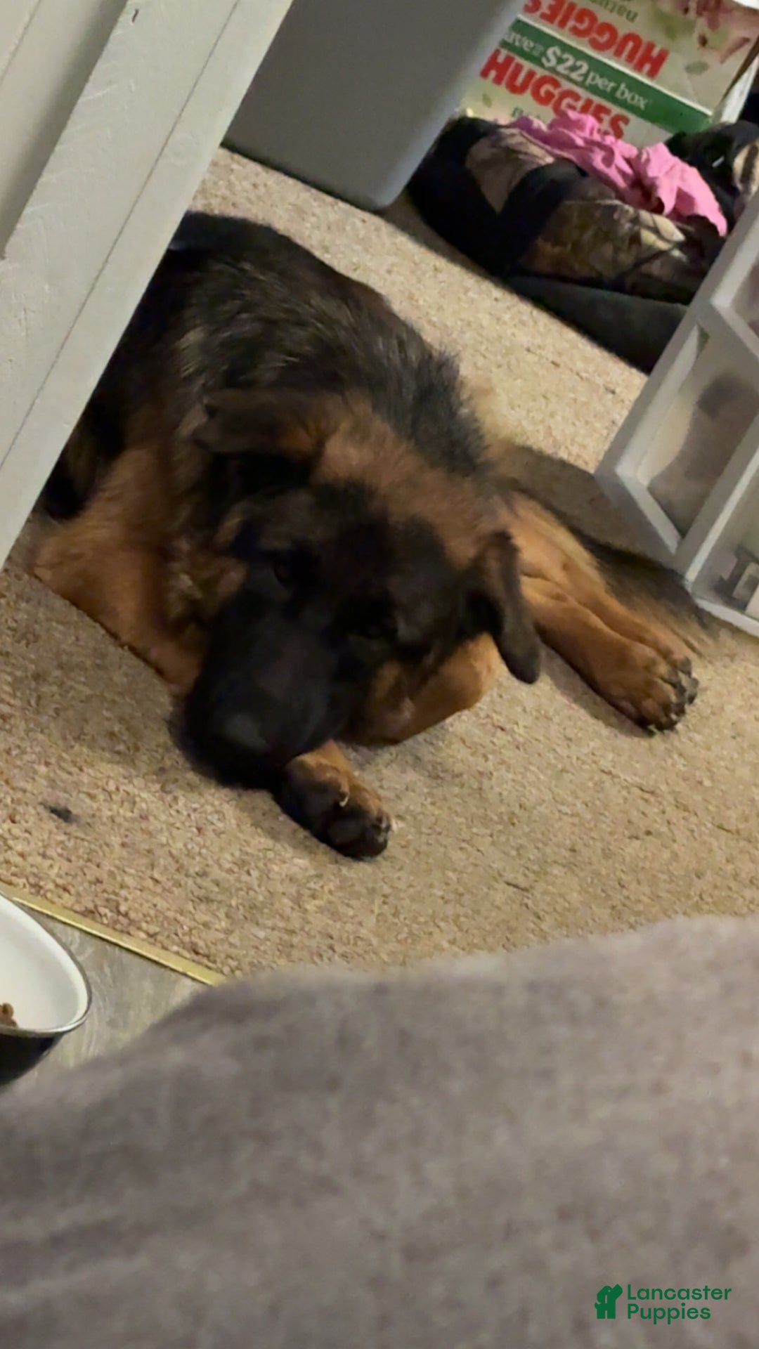 German Shepherd dogs for sale: German Shepherd Puppy 1 - Ad 1