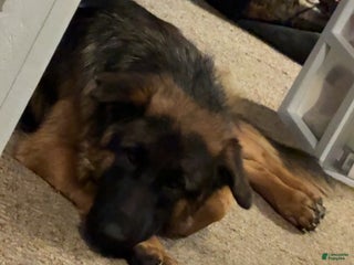 German Shepherd dogs German Shepherd Puppy 1 - Ad 14