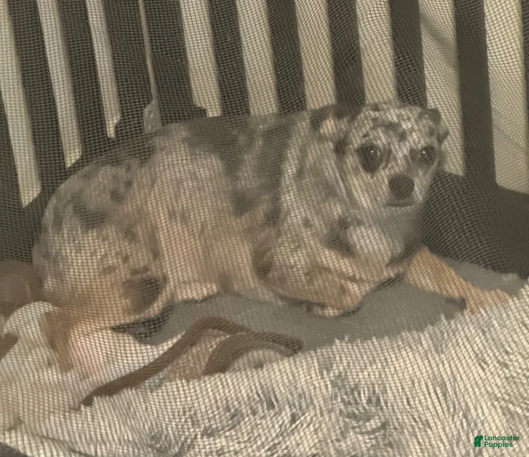 Chihuahua dogs for sale: Chihuahua Puppy 1 - Ad 4