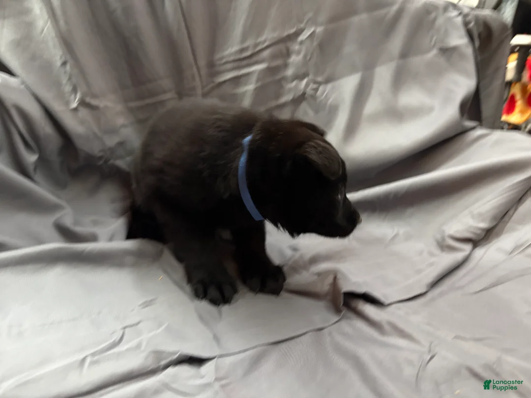 Mixed Breed dogs for sale: A Puppy 1 - Ad 2