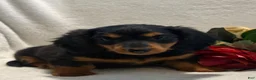 Miniature Dachshund dogs for sale: Pearl - Ad 3