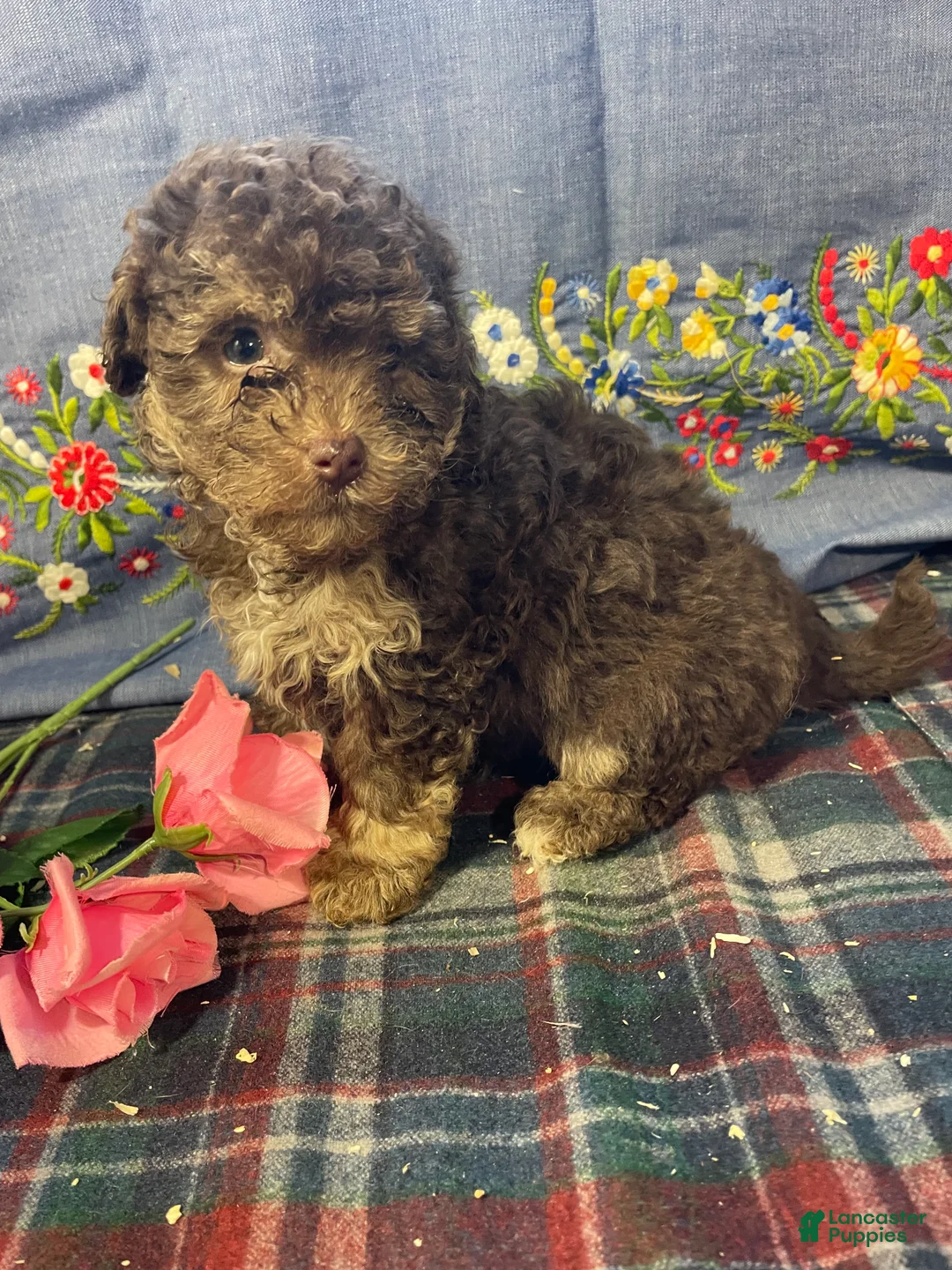 Yorkiepoo dogs for sale: Ollie - Ad 4