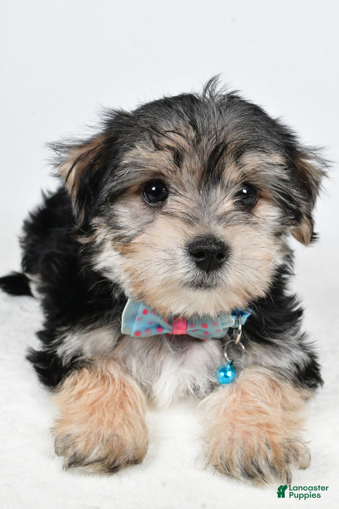Morkie dogs for sale: Virgel - Ad 10