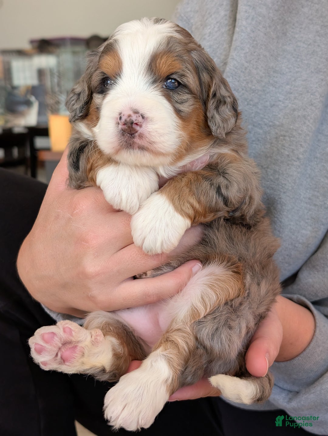 Mini Bernedoodle dogs for sale: Mini Sadie  - Ad 16