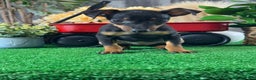 Miniature Pinscher dogs for sale: Quara - Ad 1