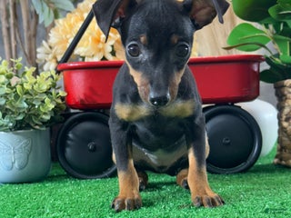 Miniature Pinscher dogs Quara - Ad 28
