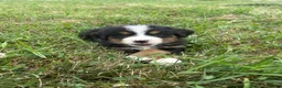 Bernese Mountain Dog dogs for sale: Paisley - Ad 23