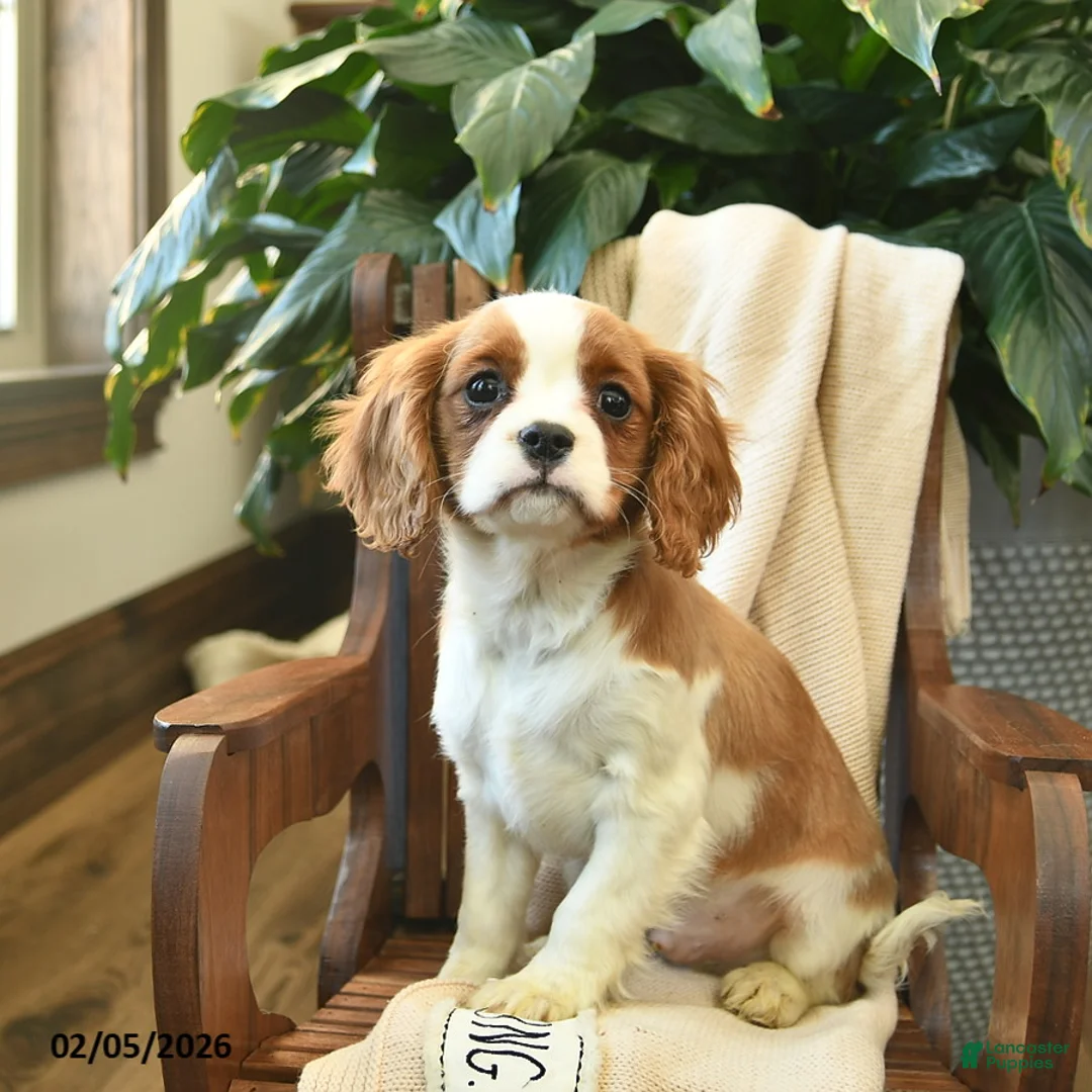 Cavalier King Charles Spaniel dogs for sale: Snickers - Ad 3
