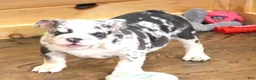 English Bulldog dogs for sale: TINA - BLUE MERLE - Ad 4