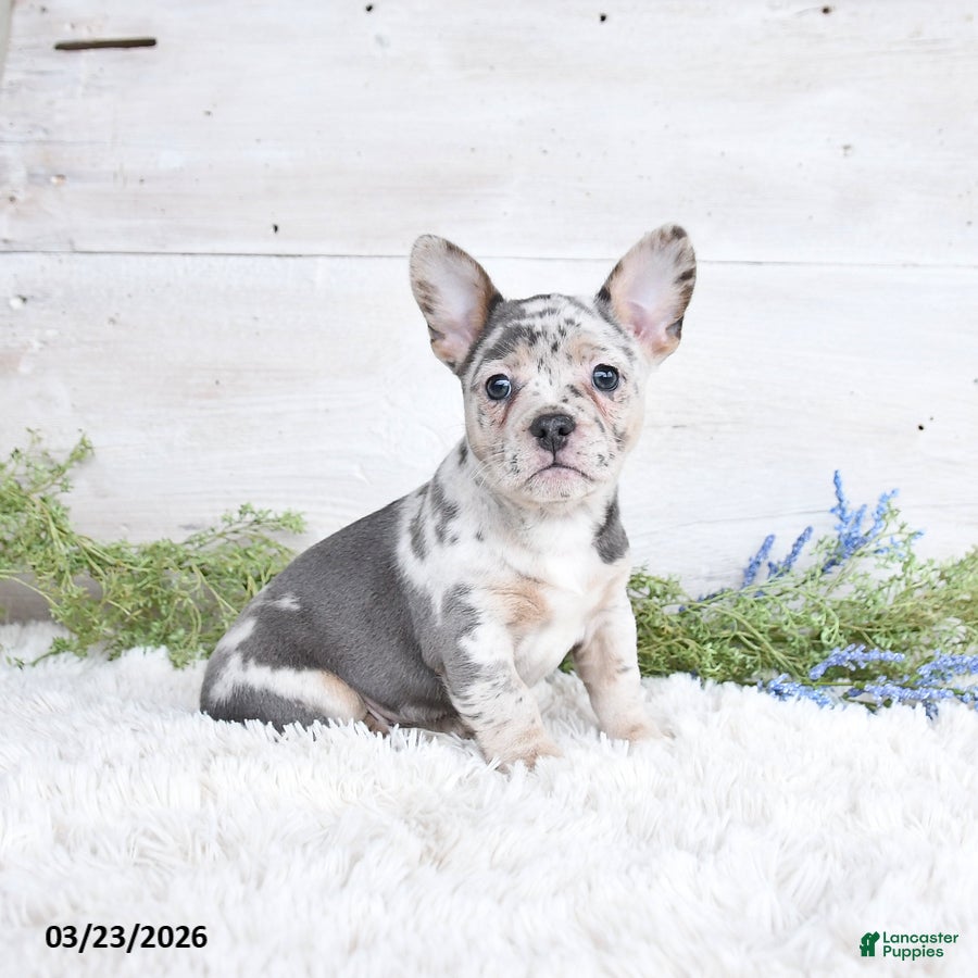 Mixed Breed dogs Tracy - Ad 1