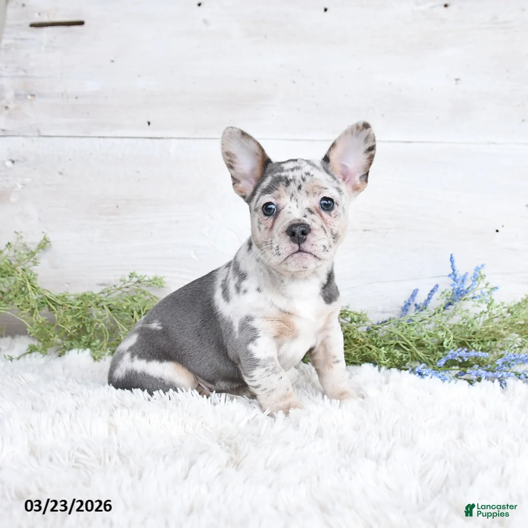 Mixed Breed dogs for sale: Tracy - Ad 1