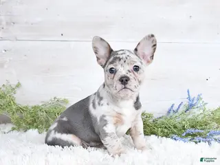 Mixed Breed dogs for sale: Tracy - Ad 1