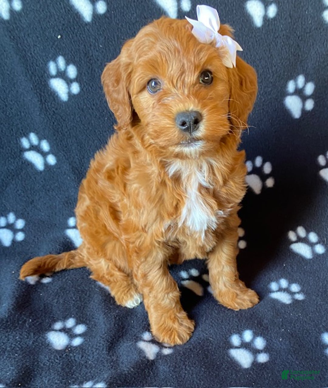 Mini Goldendoodle dogs for sale: Lexi - Ad 5