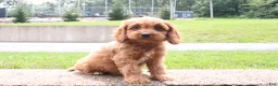 Cavapoo dogs for sale: Ruby - Ad 2