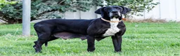Great Dane dogs for sale: Bruce - Ad 9