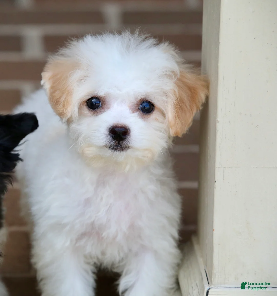 Teddy Bear dogs for sale: Daisy - Ad 1