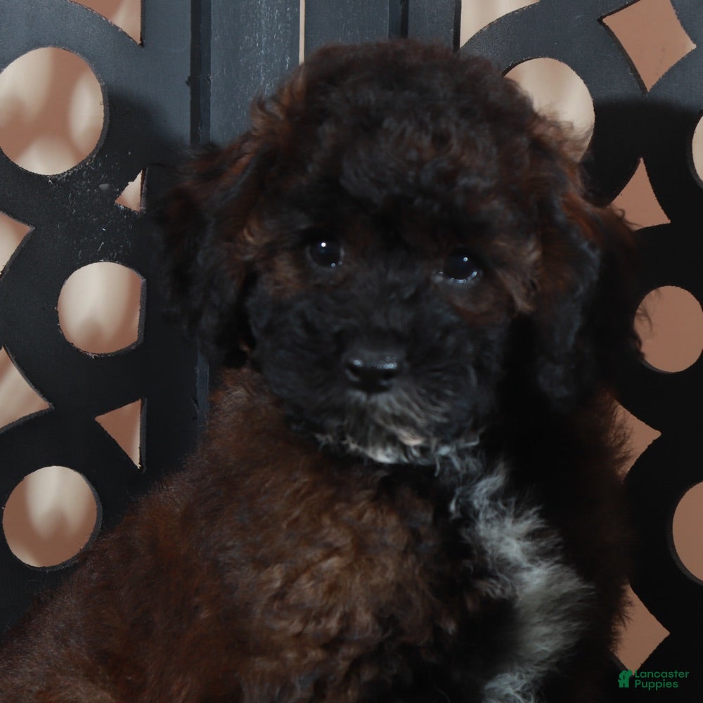 Miniature Poodle dogs Rolo Rich Chocolate/Carmel Colored Poodle Puppy - Ad 1
