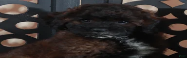 Rolo Rich Chocolate/Carmel Colored Poodle Puppy