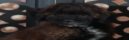 Miniature Poodle dogs for sale: Rolo Rich Chocolate/Carmel Colored Poodle Puppy - Ad 3