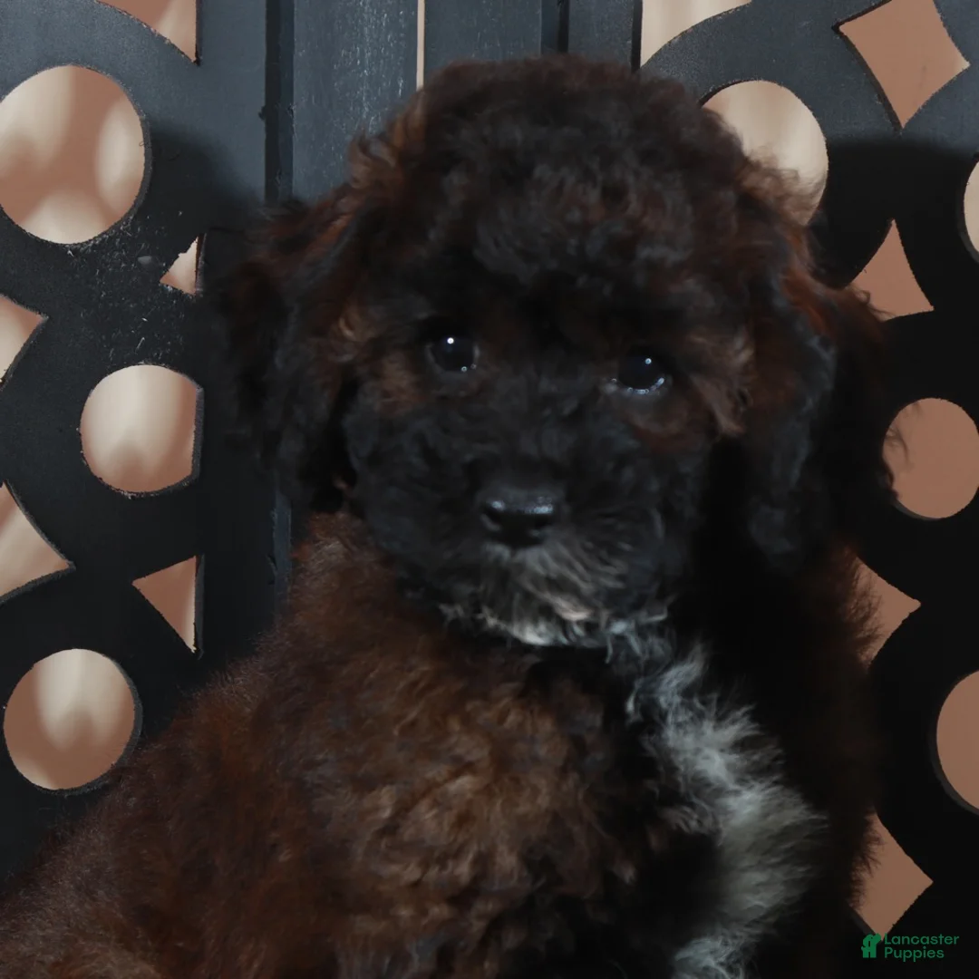 Miniature Poodle dogs for sale: Rolo Rich Chocolate/Carmel Colored Poodle Puppy - Ad 1