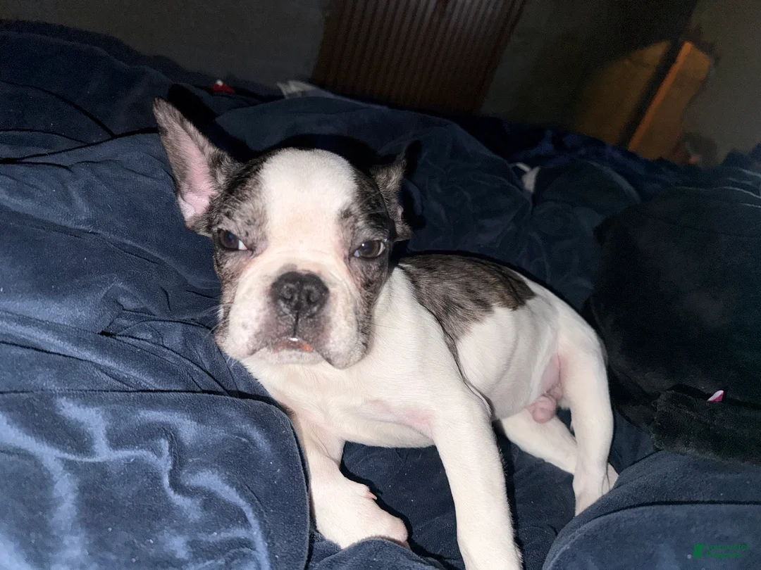 French Bulldog dogs for sale: French Bulldog Puppy 1 - Ad 2