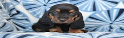 Basset Hound dogs for sale: Mr. James - Ad 1
