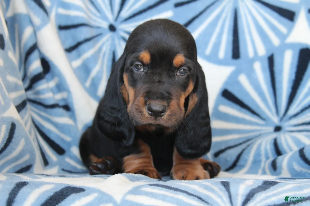 Basset Hound dogs for sale: Mr. James - Ad 1