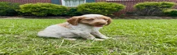 Brittany Spaniel dogs for sale: Maggie - Ad 6