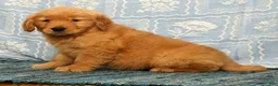 Golden Retriever dogs for sale: Quincey - Ad 8