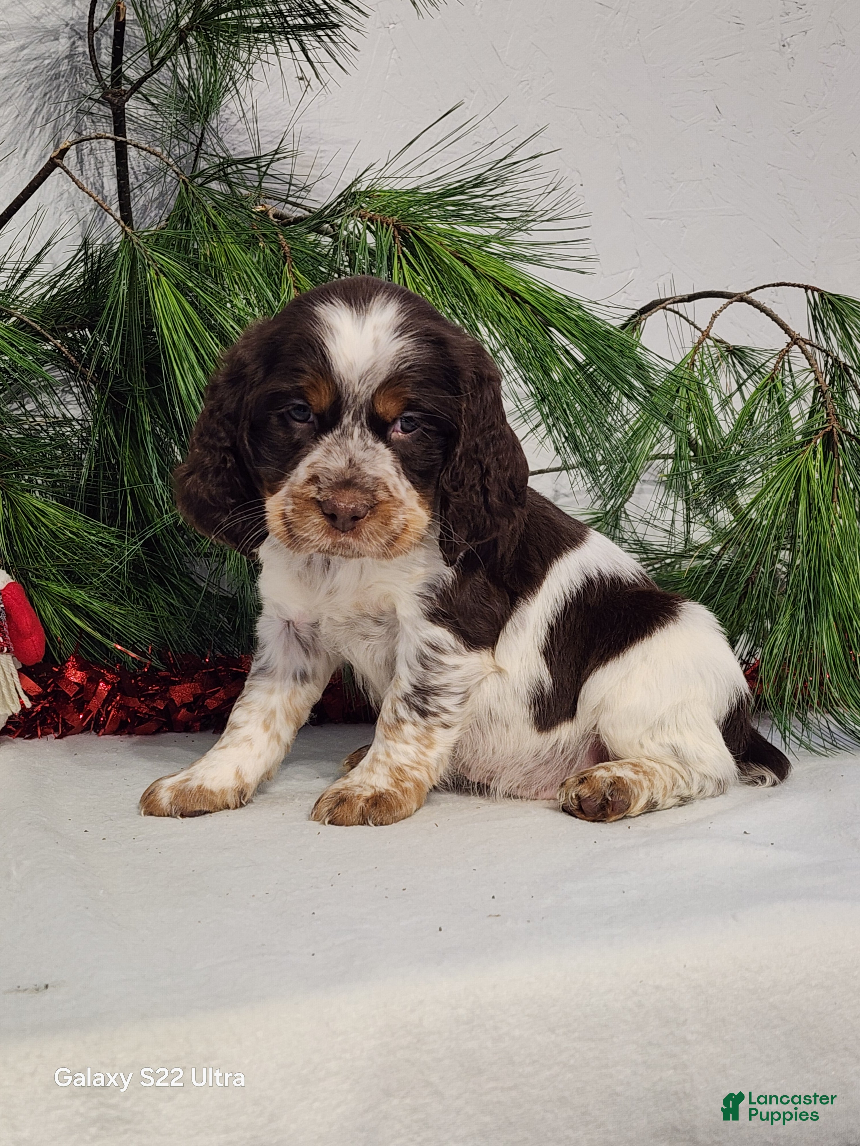 English Springer Spaniel dogs Myla  - Ad 9