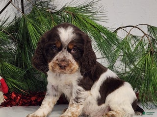English Springer Spaniel dogs Myla - Ad 9