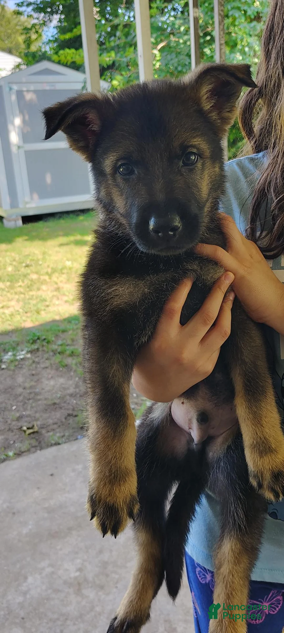 German Shepherd dogs for sale: Buckey - Ad 2