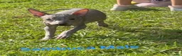 Xoloitzcuintle dogs for sale: Xoloitzcuintle Male Mini  - Ad 8