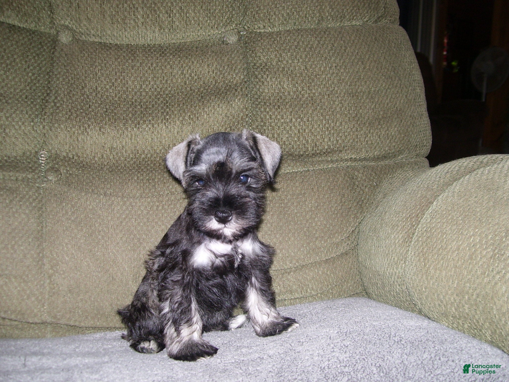 Miniature Schnauzer dogs for sale: SADIE - Ad 4