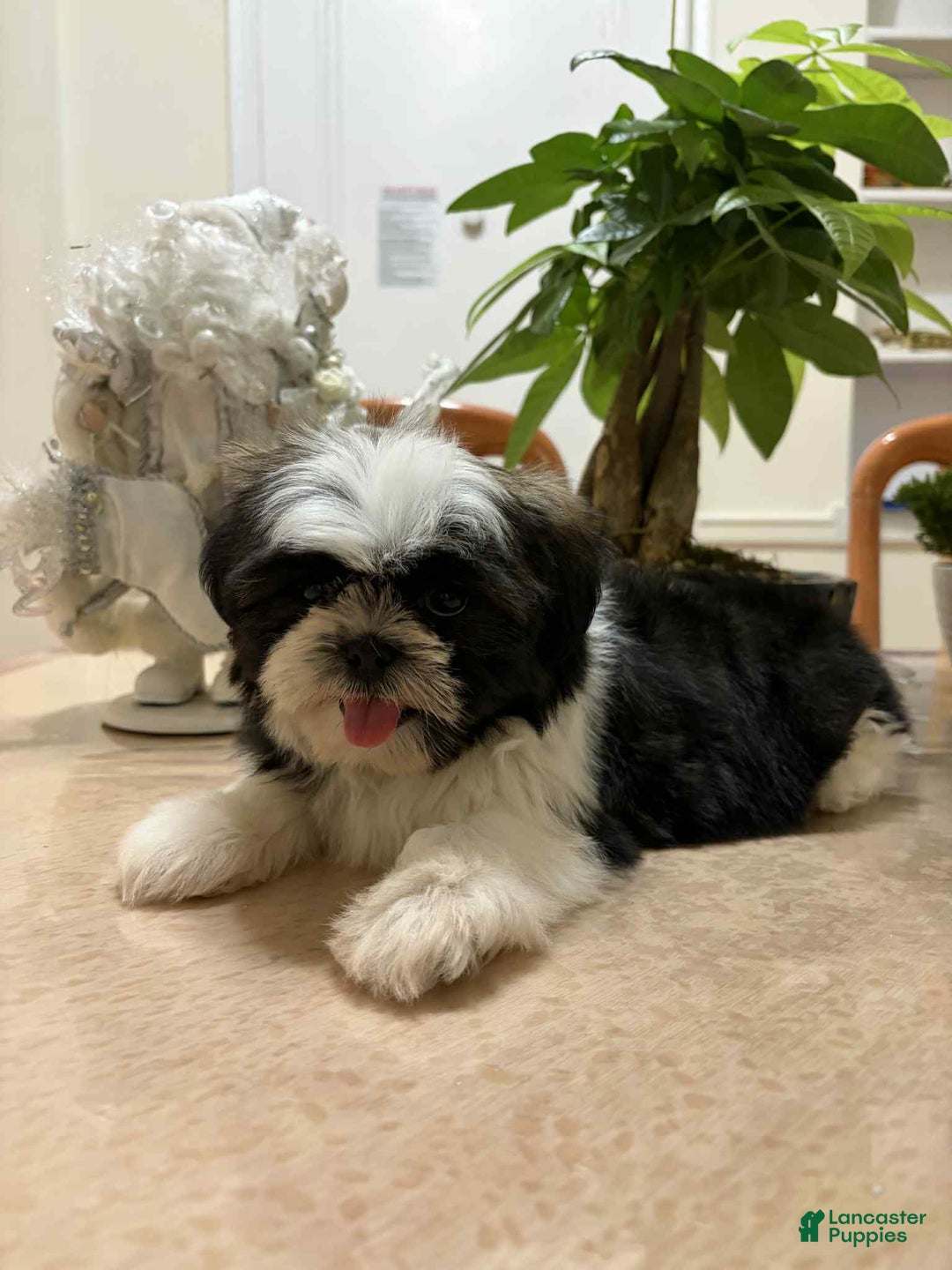 Shih Tzu dogs for sale: Jen - Ad 2