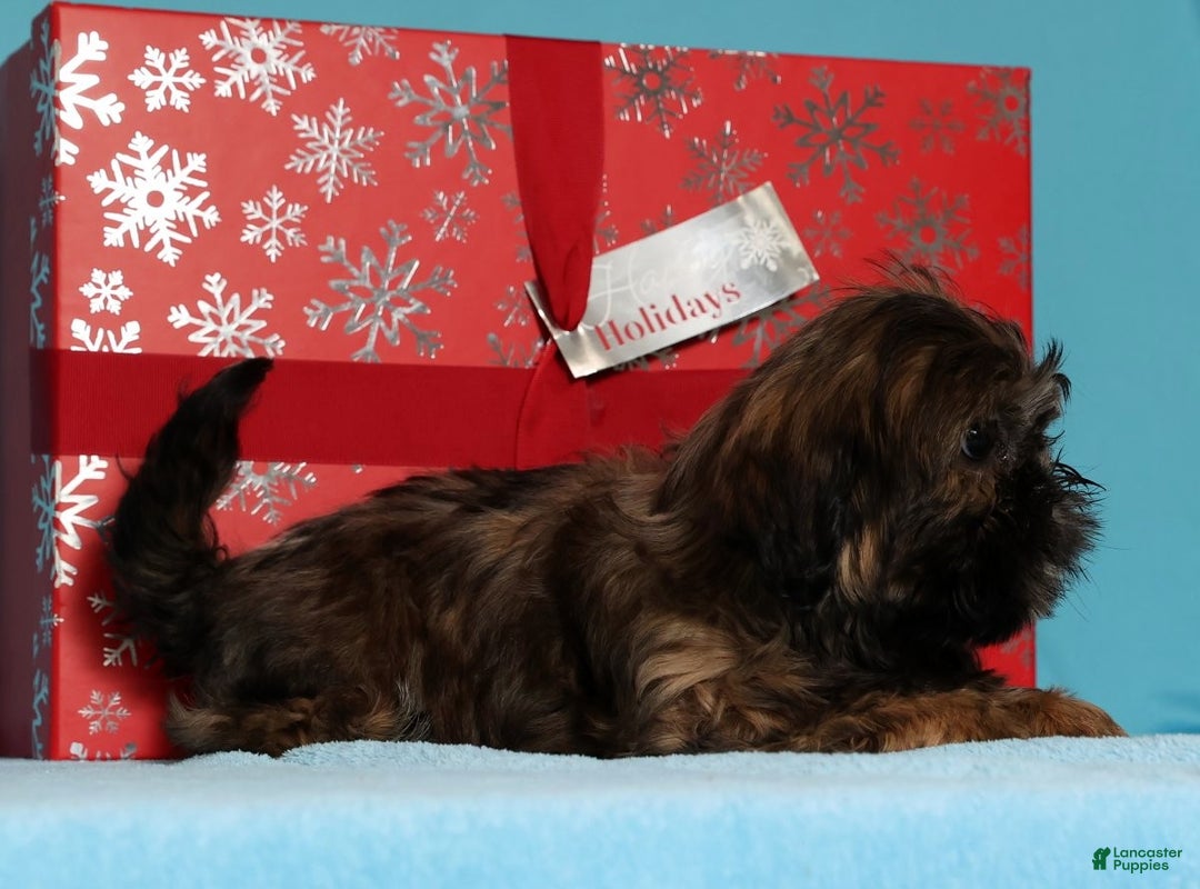 Teddy Bear dogs for sale: Cookie - Ad 4