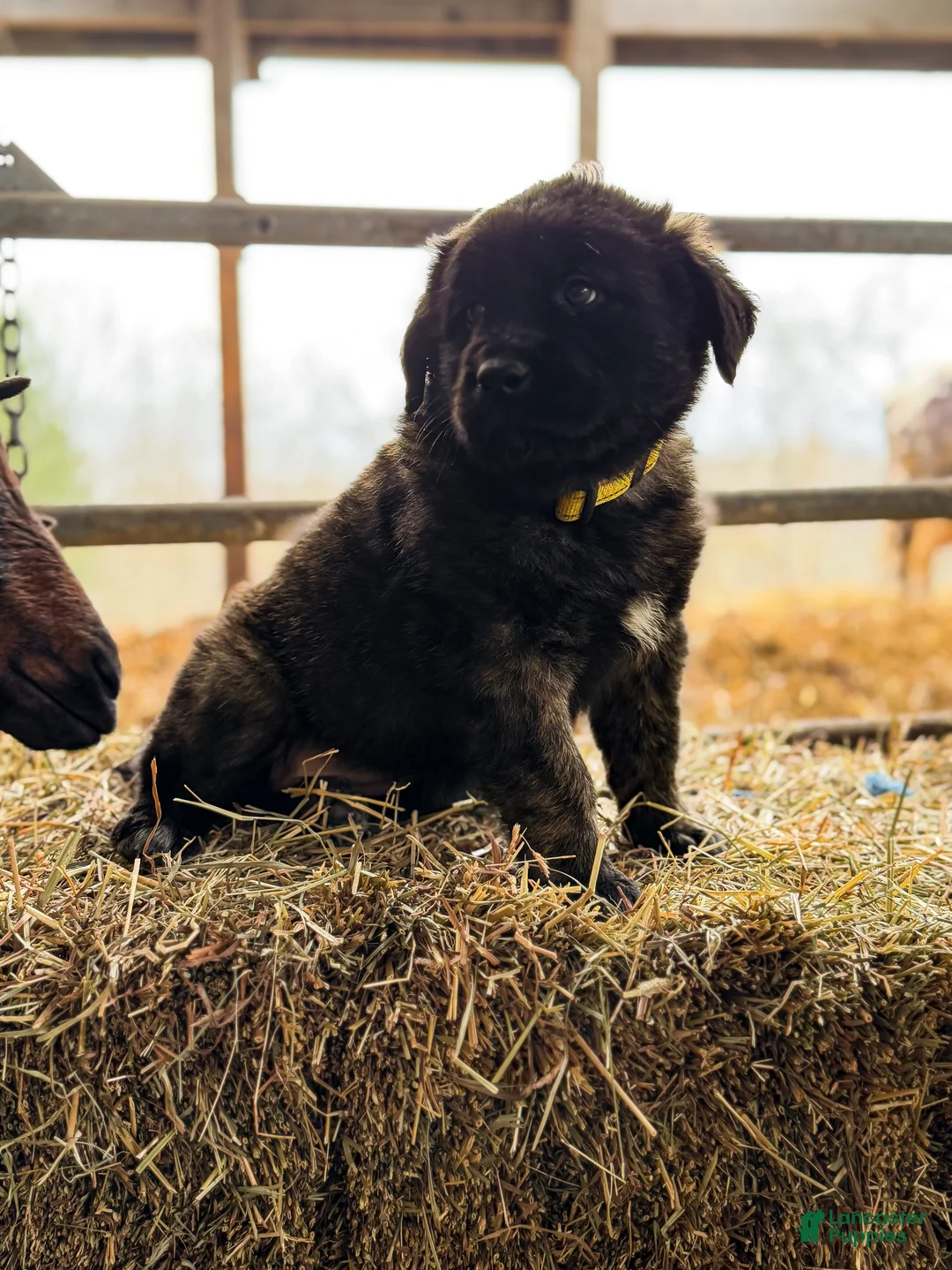 Estrela Mountain Dog dogs for sale: Andrea "Strong & Manly" - Ad 1