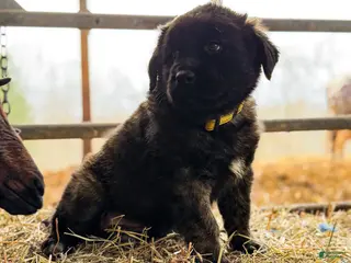 Estrela Mountain Dog dogs Andrea "Strong & Manly" - Ad 2