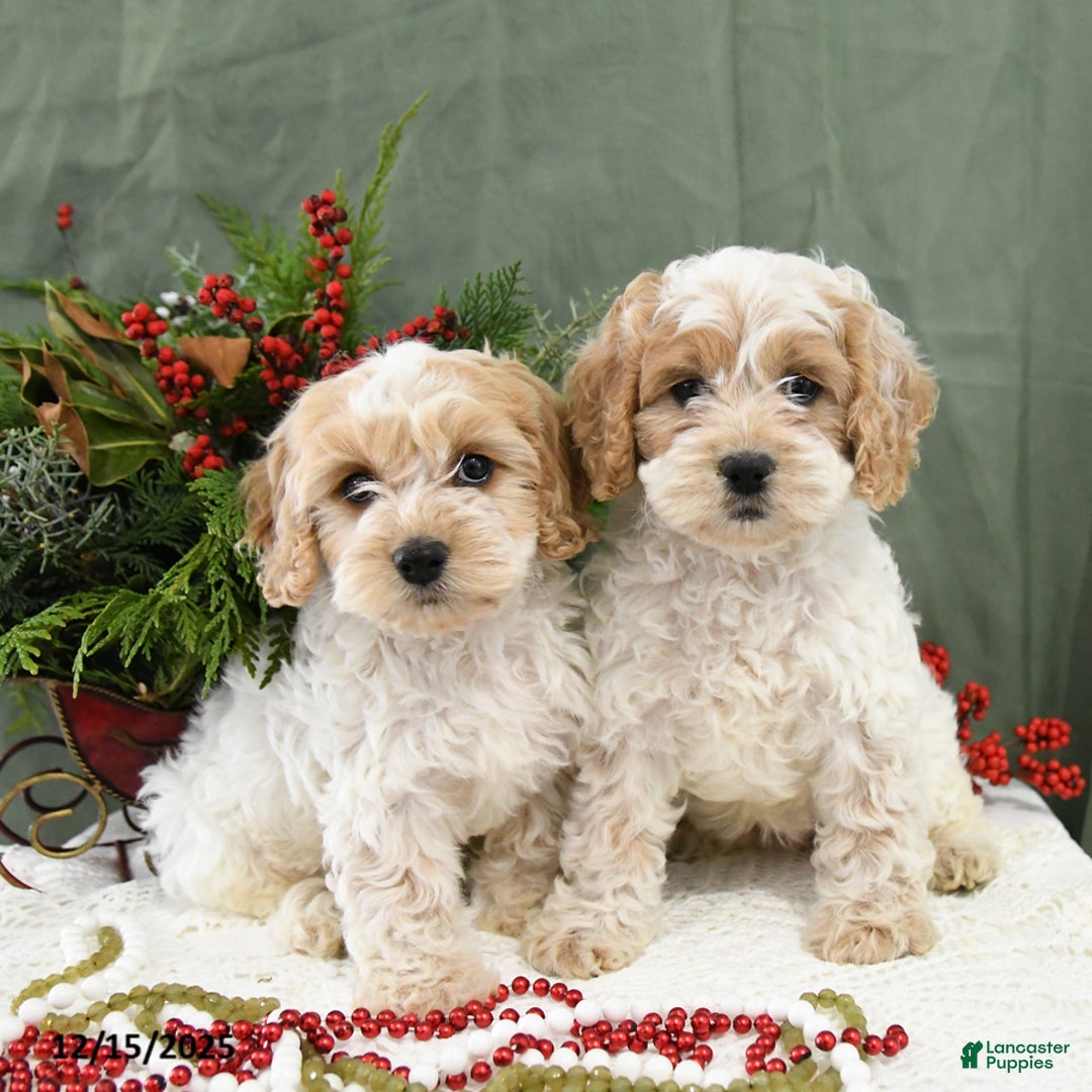 Cavapoo dogs for sale: Holly - Ad 5