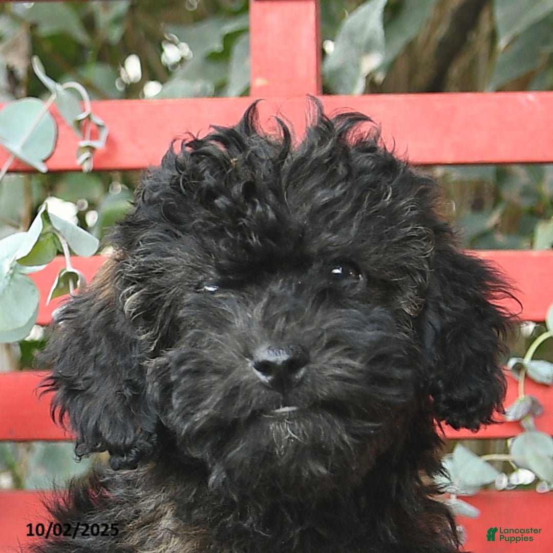 Mini Goldendoodle dogs for sale: Coconut - Image 10