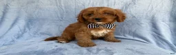Cavapoo dogs for sale: Bronx - Ad 6