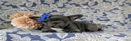French Bulldog dogs for sale: Nadia - Ad 30