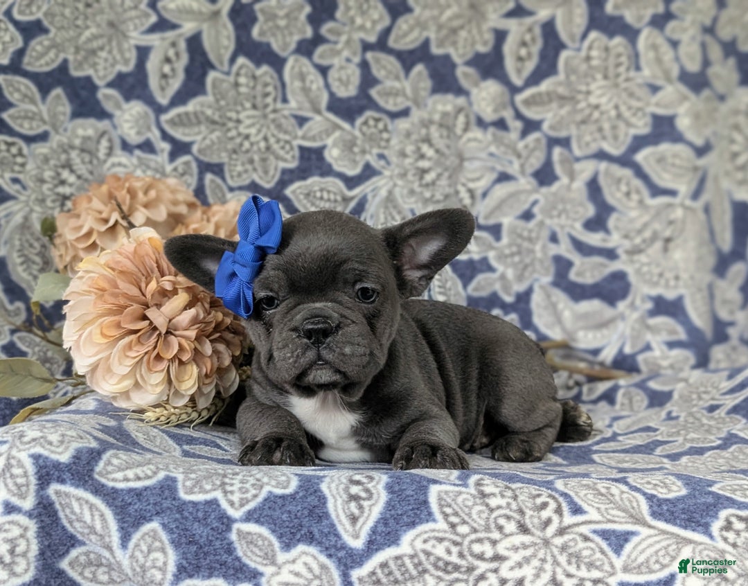 French Bulldog dogs for sale: Nadia - Ad 30