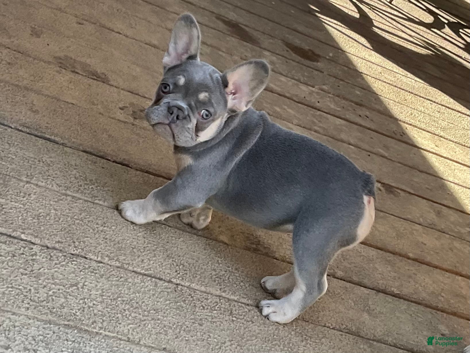 French Bulldog dogs French Bulldog Puppy 1 - Ad 1