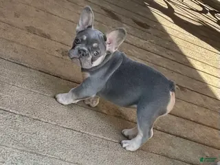 French Bulldog dogs for sale: French Bulldog Puppy 1 - Ad 2