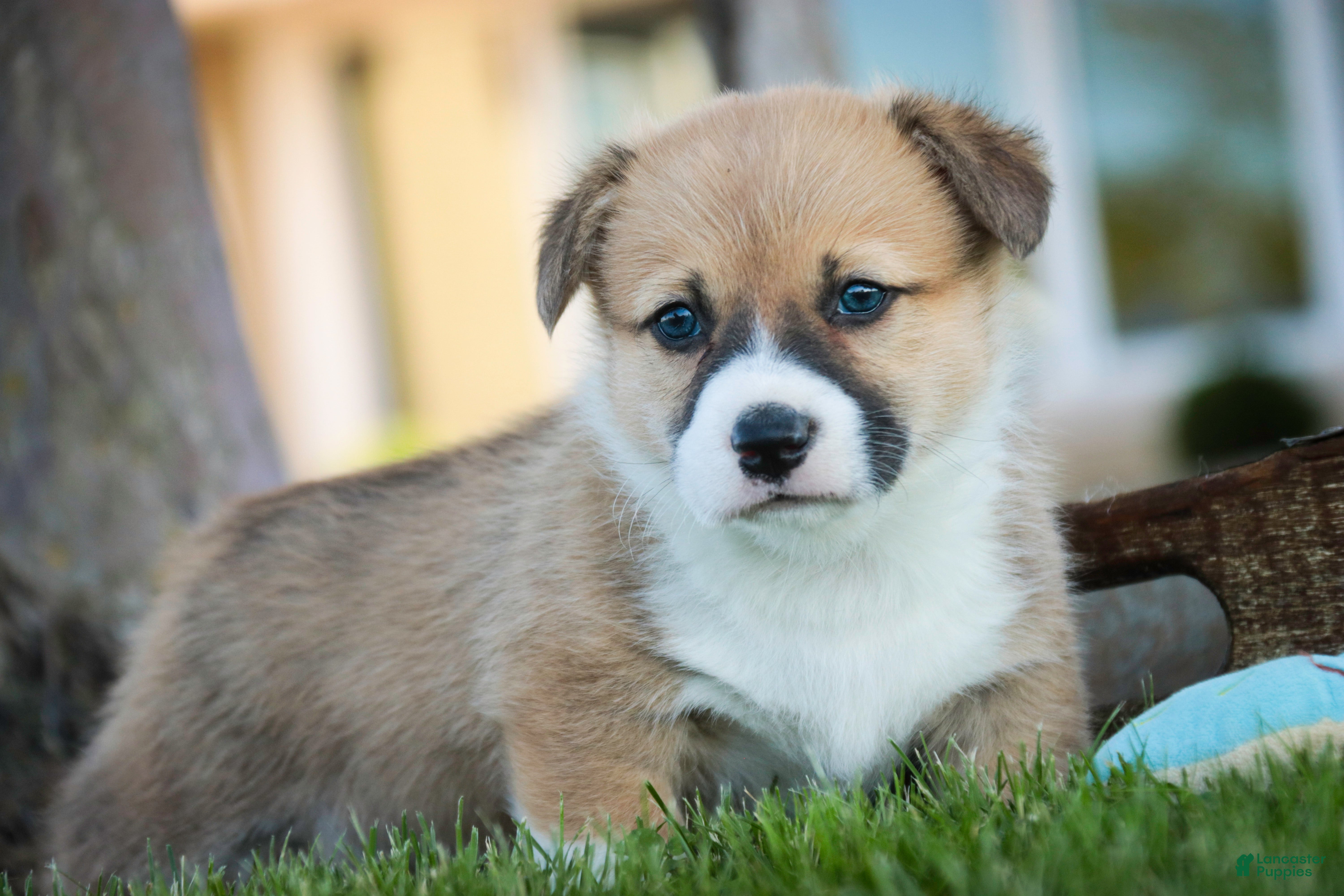 Welsh Corgi Pembroke dogs Ripley - Ad 1