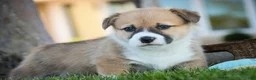 Welsh Corgi Pembroke dogs for sale: Ripley - Ad 1