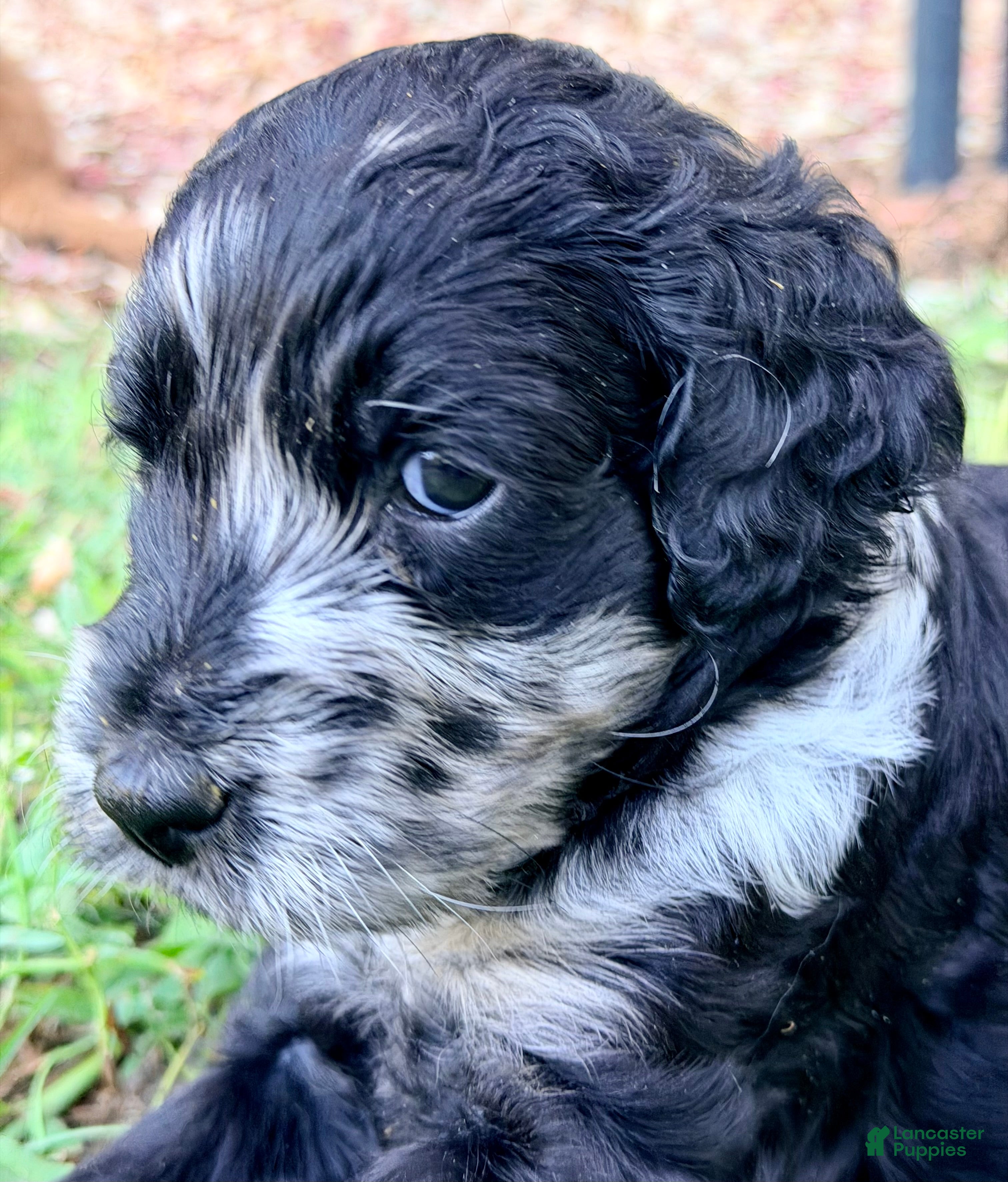 Goldendoodle dogs Harvey - Ad 1